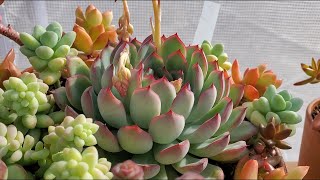 Echeveria Pulidonis  CUIDADOS BÁSICOS  Cómo cuidar la ECHEVERIA PULIDONIS 🪴 lo que necesitas saber [upl. by Yeblehs]