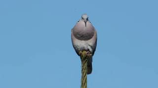 Turtle Dove [upl. by Nollad526]