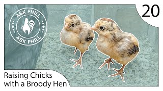 How to Raise Chicks with a Broody Hen  Ask Phill 20 [upl. by Gio]