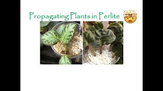 Propagating Plants in Perlite [upl. by Consalve]