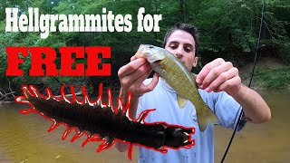 Best Freshwater Fishing Bait Best Way To Catch Hellgrammites With Your Hands  SFSC [upl. by Dasya912]