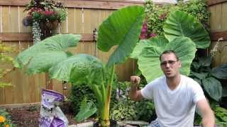 Growing Another Giant  Alocasia Borneo Giant [upl. by Ahsimaj]