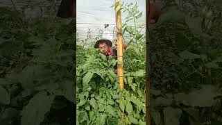 característica del fusarium de la corona en tomate [upl. by Opportuna513]