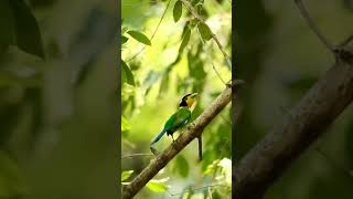 Long Tailed Broadbill  Helmet Bird shortsfeed birds youtubeshorts jimcorbett natgeo wildlife [upl. by Sidoney]