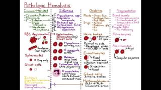 Hemolysis  Fragmentation HD [upl. by Ojytteb363]