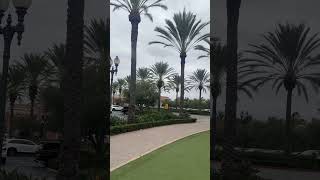 Irvine California’s Palm Oasis [upl. by Arved191]