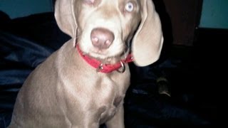 Weimaraner Barking [upl. by Felizio]