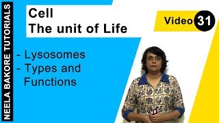 Cell  The Unit of Life  NEET  Lysosomes  Types and Functions  Neela Bakore Tutorials [upl. by Ellecrag]