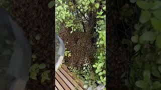 Swarm removal gone wrong Check out the full video at JRBeekeeping [upl. by Allicirp]