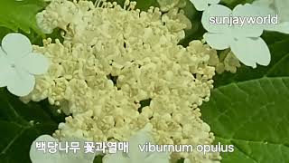 백당나무 꽃과열매 viburnum opulus [upl. by Aihsercal512]