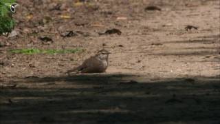 Bewicks Wren Takes a Dust Bath [upl. by Ahcim]