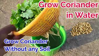 Grow Coriander Without Soil  Coriander only in water with Update  Coriander planting at home [upl. by Llennod]