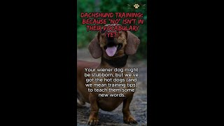 quotTraining a Dachshund Turning Stubbornness into Funquot [upl. by Thay]