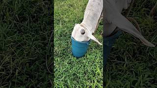 Male Cattle Drink Water With Humicvet [upl. by Libby]