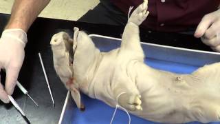 Fetal Pig Dissection Part 1 [upl. by Averill]