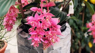 Medinilla Magnifica Plant Care  How to Grow Exotic Medinilla Plants  Plant Care Tips [upl. by Gensmer]