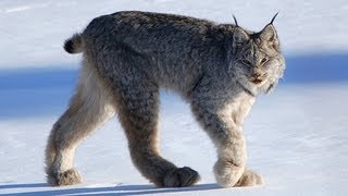 CANADIAN LYNX  Amazing Animal Species [upl. by Llenahs]