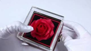 Rotating Jewelry Rose Box With Luxury Heart Necklace [upl. by Aiciled]