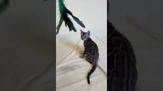 Xanti Brown Spotted Tabby Bengal Female Kitten Available Now  Purebred Kitties [upl. by Searle]