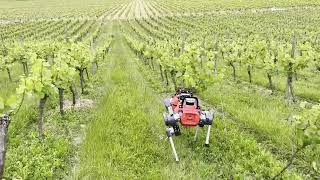 Exploring Denbies Vineyard in DorkingSurrey UK with the UKRI FLF RoboHike team [upl. by Alathia670]