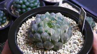 【多肉植物】ハオルチアの魅力をお伝えしたいです！黄華錦 haworthia succulents ビザールプランツ [upl. by Siseneg]