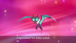 pokemon shield evolving noibat into noivern [upl. by Aniretake958]