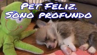 Música Suave e Relaxante para o seu pet dormir profundamente  Sons Calmantes para Cães e Gatos [upl. by Leeann953]