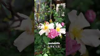 ムタビリス mutabilis 2番花 2024 06 29 ムタビリスmutabilis バラ rose roses garden gardening flowerlove [upl. by Mikkanen784]