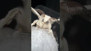 The CUTEST Moth video around moths •moths bombyxmori [upl. by Sadoc517]