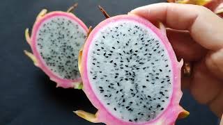 Pitahaya quotPeruvianusquot [upl. by Ireva]