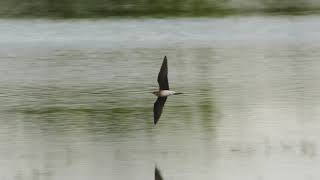 Black winged Pratincole Finningley GP Notts [upl. by Larkins]