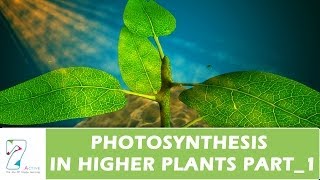 PHOTOSYNTHESIS IN HIGHER PLANTSPART 01 [upl. by Bertie]