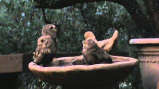 Baby Owls in Bird Bath [upl. by Leehar106]