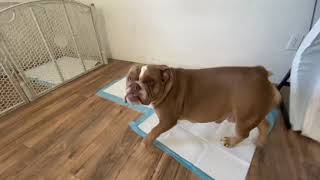 The Best Whelping Set Up For AMERICAN BULLY AND ENGLISH BULLDOGS [upl. by Anaibaf796]