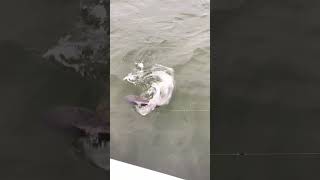 Ocracoke island fishing [upl. by Sivar673]