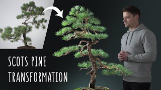 Great Scot My BIGGEST Bonsai Yet [upl. by Edmonda]