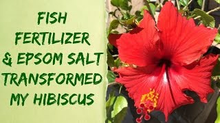 Liquid Alaska Organic Fish Fertilizer amp Epsom Salt Plant Results  Organic Gardening Tips [upl. by Gaskill788]