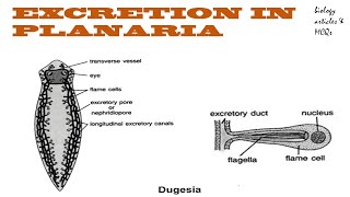 Excretion in Planaria  Protonephridia  Flame cells  BIOLOGY ARTICLES AND MCQS [upl. by Nnaytsirk]