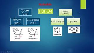 Les acides nucléiques génétique chapitre 1 biologie 2éme année [upl. by Gerome643]