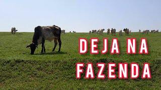 Fazenda de gado nelore [upl. by Iphagenia388]