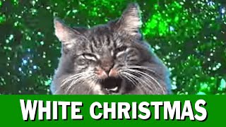 Jingle Cats White Christmas [upl. by Rothschild]