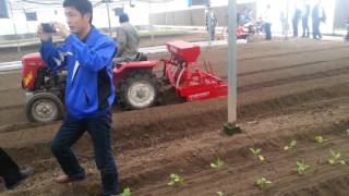 Selfpropelled two lines vegetable transplanter [upl. by Atirak]