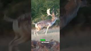 Hunting Adventure A Thrilling Encounter with a Majestic Fallow Deer [upl. by Edelson]