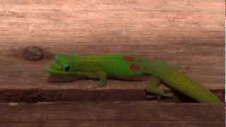 Cute Gecko in Hawaii  Oct 2012 geoffmobile reptile animal and beach video [upl. by Alliw322]