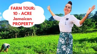 Ultimate 10ACRE Farm Tour Jamaican Rastafarian Farmer Shares Tips for Massive Harvests [upl. by Rachele]