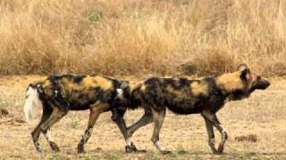 MalaMala  Wild Dogs mating [upl. by Lladnyk]