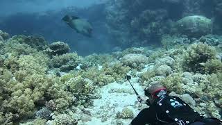 Napoleon wrasse at Ras Mohammed national park Red Sea [upl. by Yevrah647]