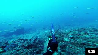 Spearfishing Gold Coast  Parrotfish [upl. by Ilime]