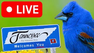 🌧️RAINY Tennessee Woods Live BIRD FEEDER Cam amp Chat [upl. by Pengelly]