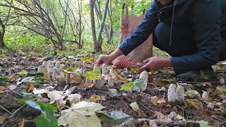 เก็บเห็ดถั่วฝรั่ง Ep7 Coprinus comatusFjällig BläcksvampShaggy mane [upl. by Lenwood]